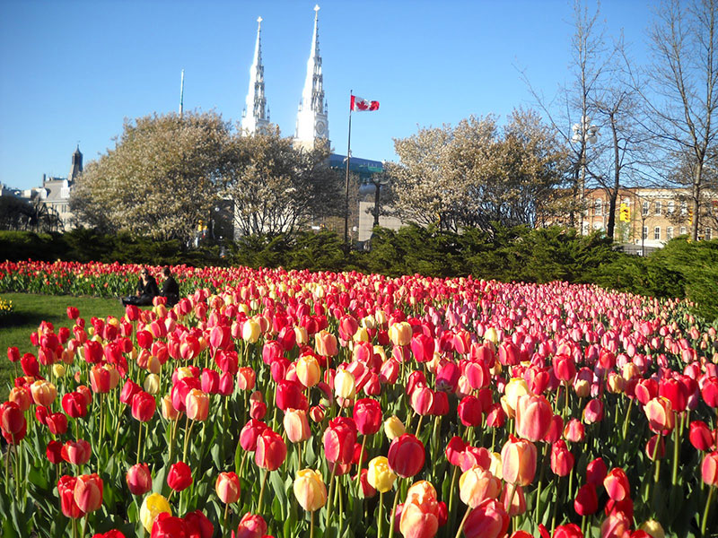 Một khu vườn hoa tulip rực rỡ sắc màu.