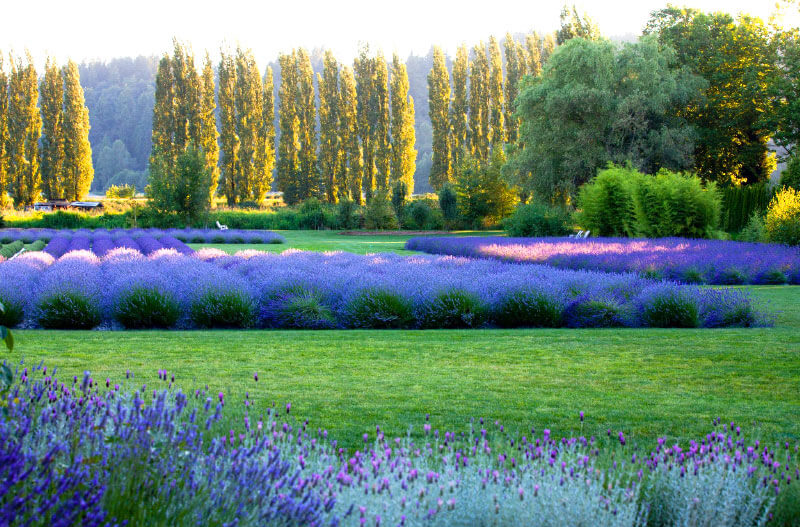 Woodinville Lavender sẽ giúp bạn chụp những bức ảnh tuyệt đẹp.
