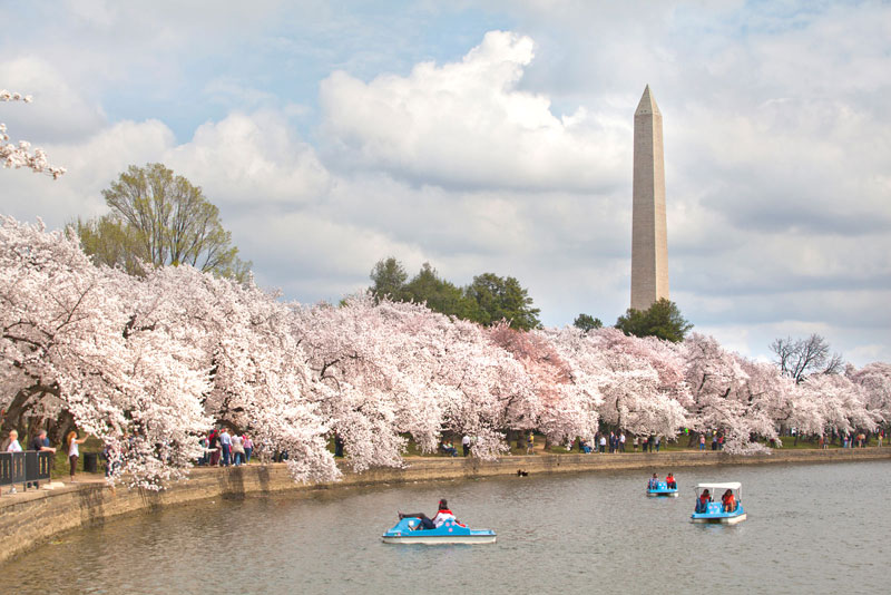 Tháp bút chì cũng thơ mộng trong mùa hoa anh đào ở Washington.