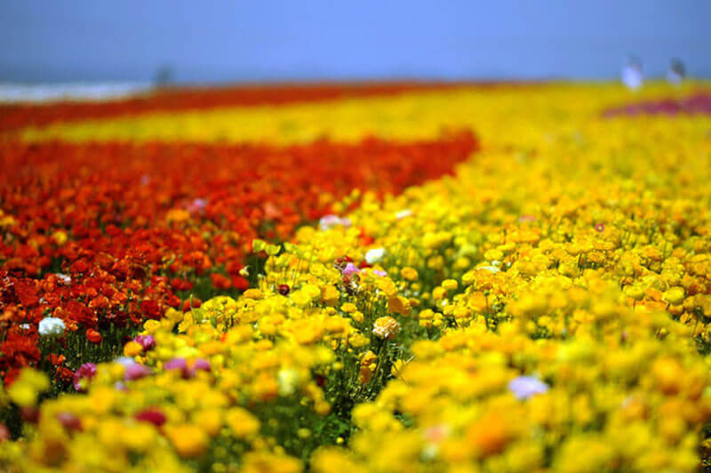 Dạo bước trên cánh đồng hoa, bạn có cảm giác như đang lạc vào một thiên đường hay thế giới thần tiên thơ mộng.