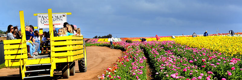 Du khách của Vigotour rất thích thú với chuyến tham quan cánh đồng hoa.