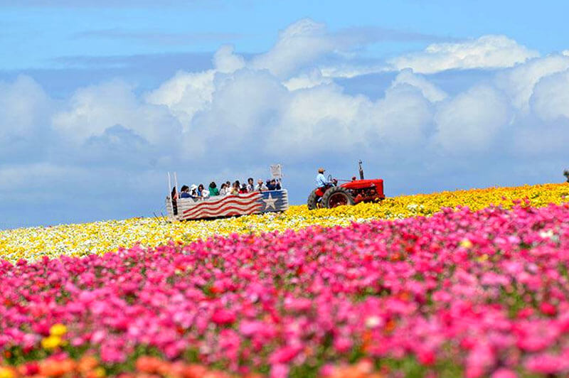 Du khách đến với cánh đồng hoa sẽ choáng ngợp trước khung cảnh rực rỡ sắc màu.