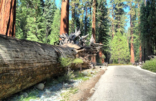 Một trong những cây lá kim đã bị đổ và các cơ quan chức năng đang nỗ lực đưa khu rừng trở lại trạng thái ban đầu
