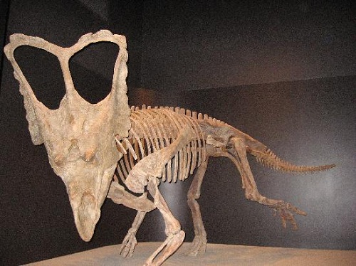 Bộ xương khủng long còn nguyên vẹn được trưng bày tại bảo tàng.