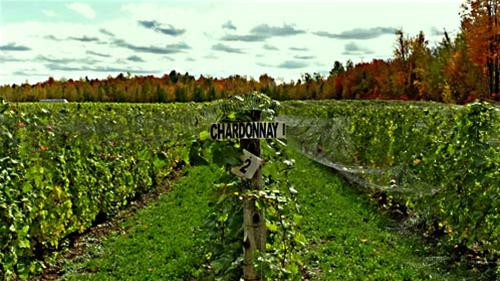 Trang trại Les Pervenches nổi tiếng với giống nho Chardonnay chỉ họ trồng