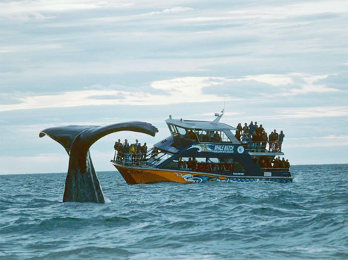 Du khách thích thú khi ngắm cá voi dưới biển.