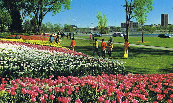 Hoa tulip nở khắp nơi trong mùa lễ hội