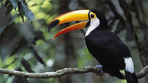 Chim Toucan trong rừng nhiệt đới Iguazu