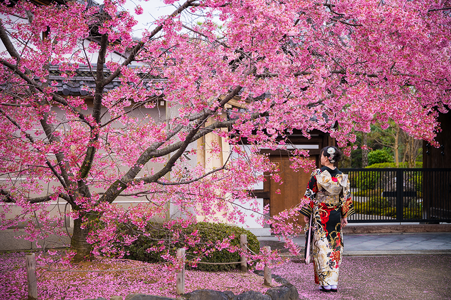 Nhật Bản luôn nổi tiếng với mùa hoa này.