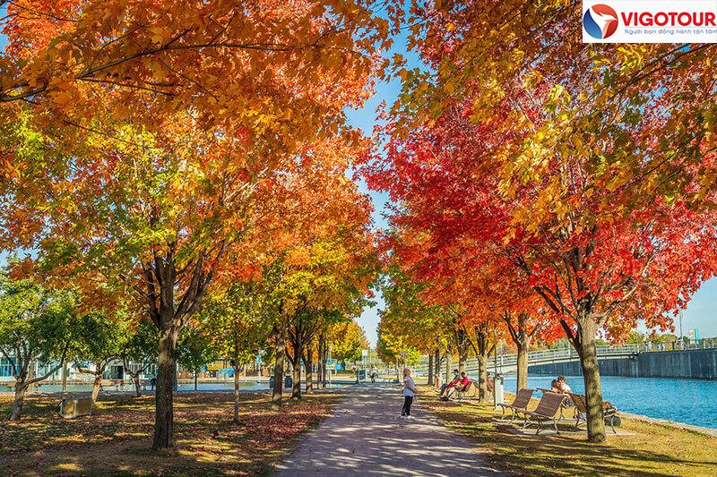 Lá phong có mặt trên khắp Canada.