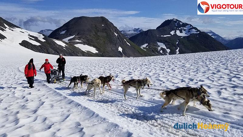 Tham gia hoạt động chó kéo xe trượt tuyết tại Núi Alyeska