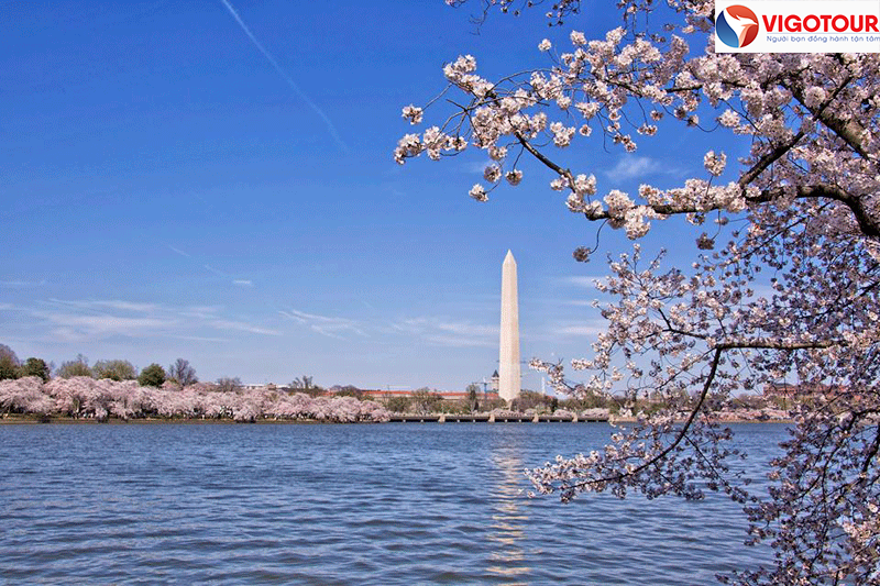 Tháp “bút chì” Washington Monument ở Washington, DC trong tiết mùa xuân.