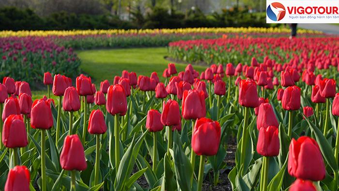 Hoa tulip Canada