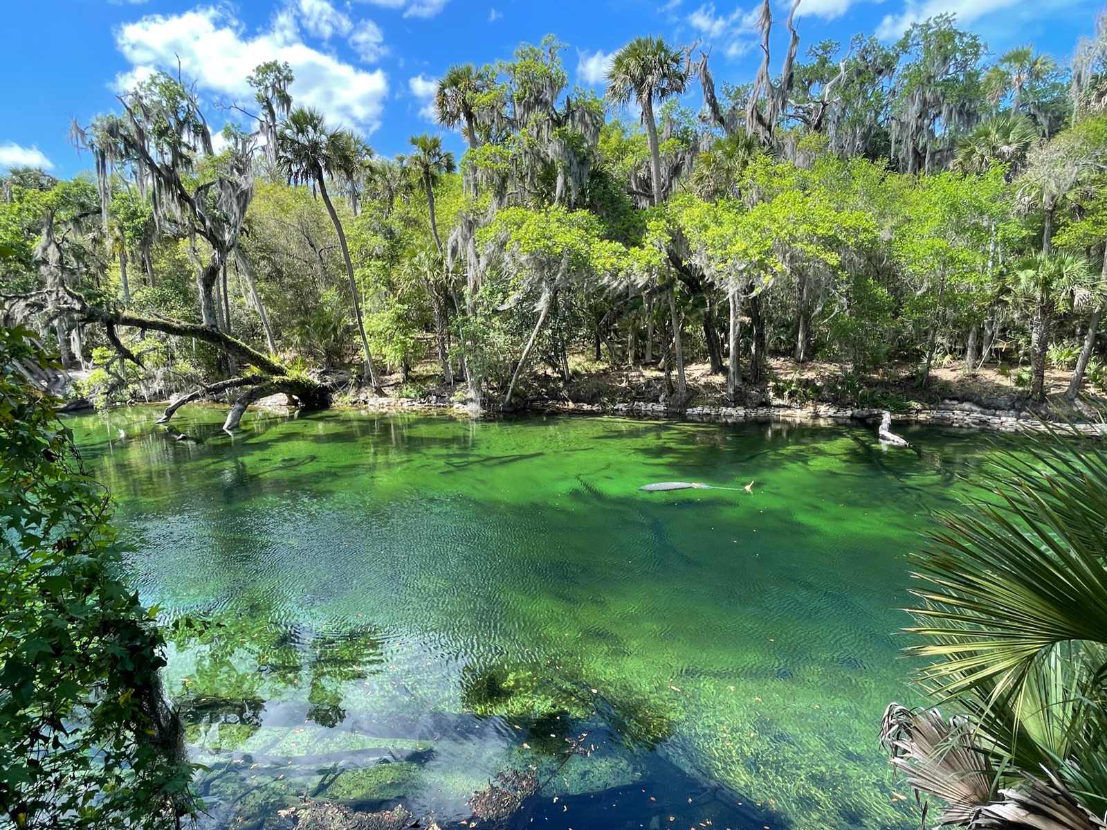 Công viên Blue Spring State Florida