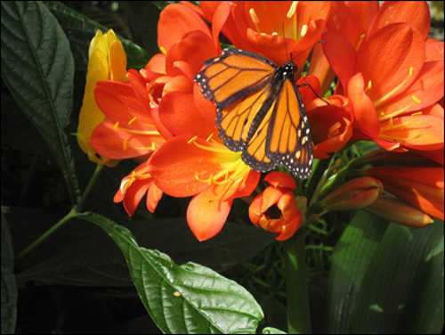 Một số hình ảnh về “Triển lãm bướm” tại vườn thực vật.