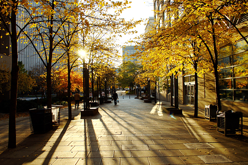 Đường phố Toronto rực rỡ sắc vàng của lá phong.