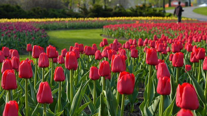 Lễ hội hoa Tulip là một nét rất riêng ở thành phố Ottawa