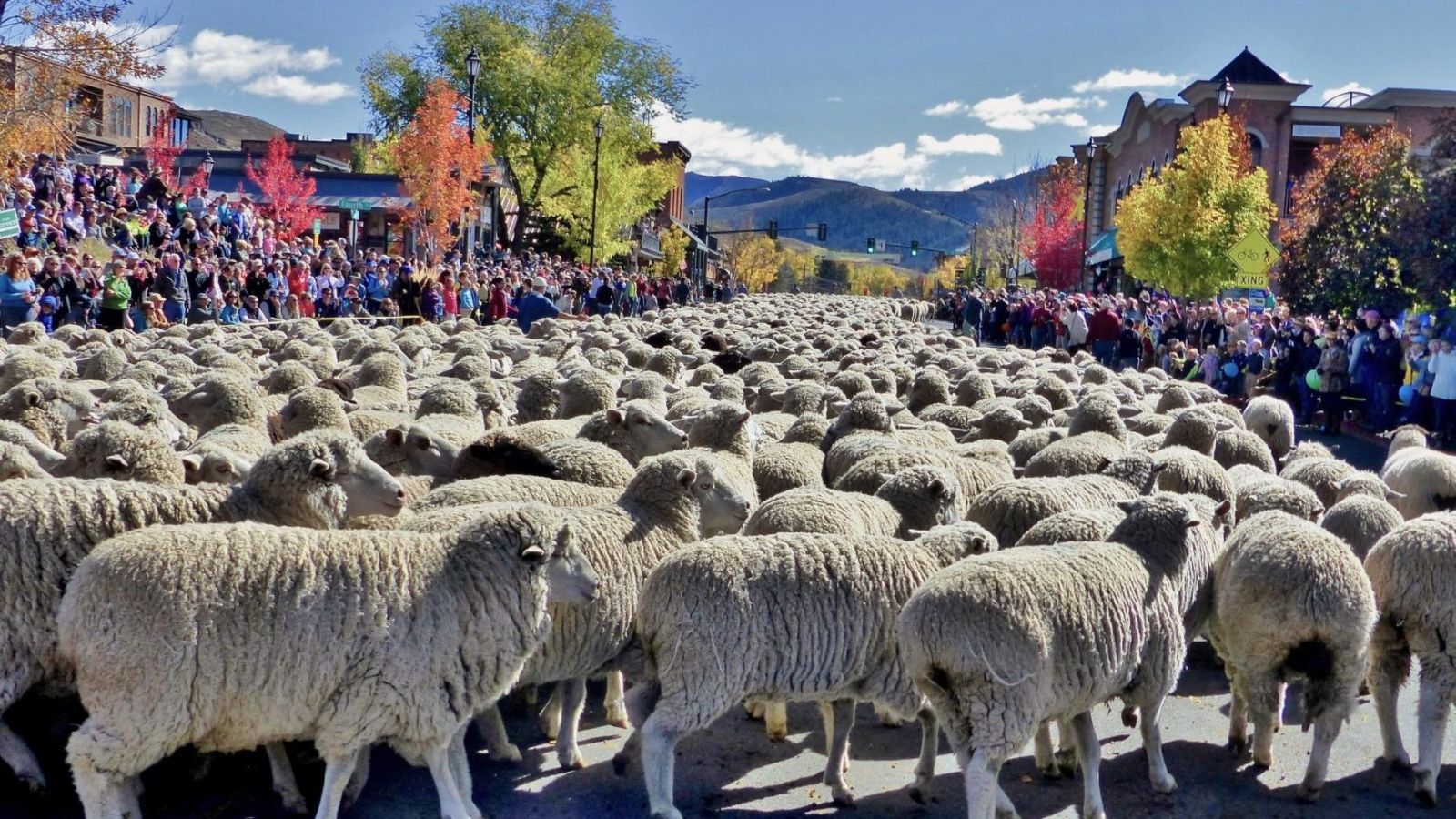 Lễ hội diễu hành của cừu
