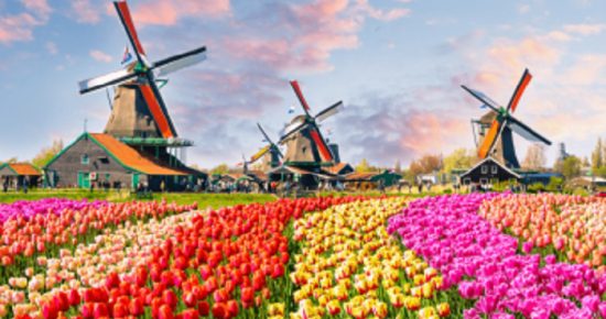 Thưởng ngoạn vẻ đẹp rực rỡ của lễ hội hoa Tulip ở Hà Lan