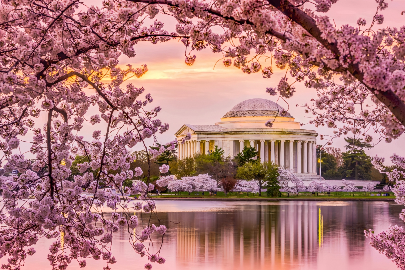 Hoa anh đào tại Washington