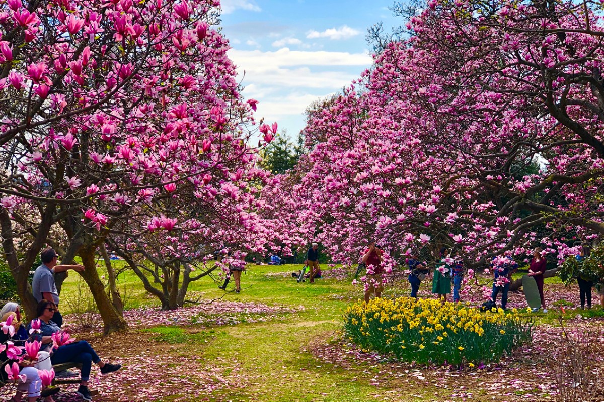 hoa mộc lan Washington D.C.