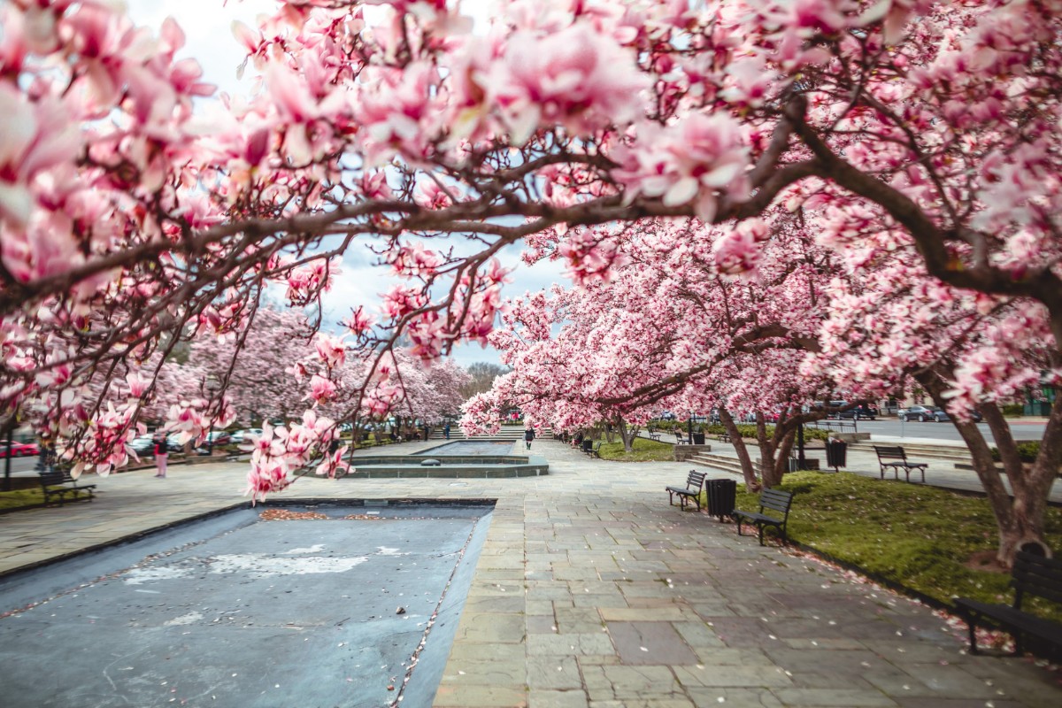 hoa mộc lan Washington D.C.