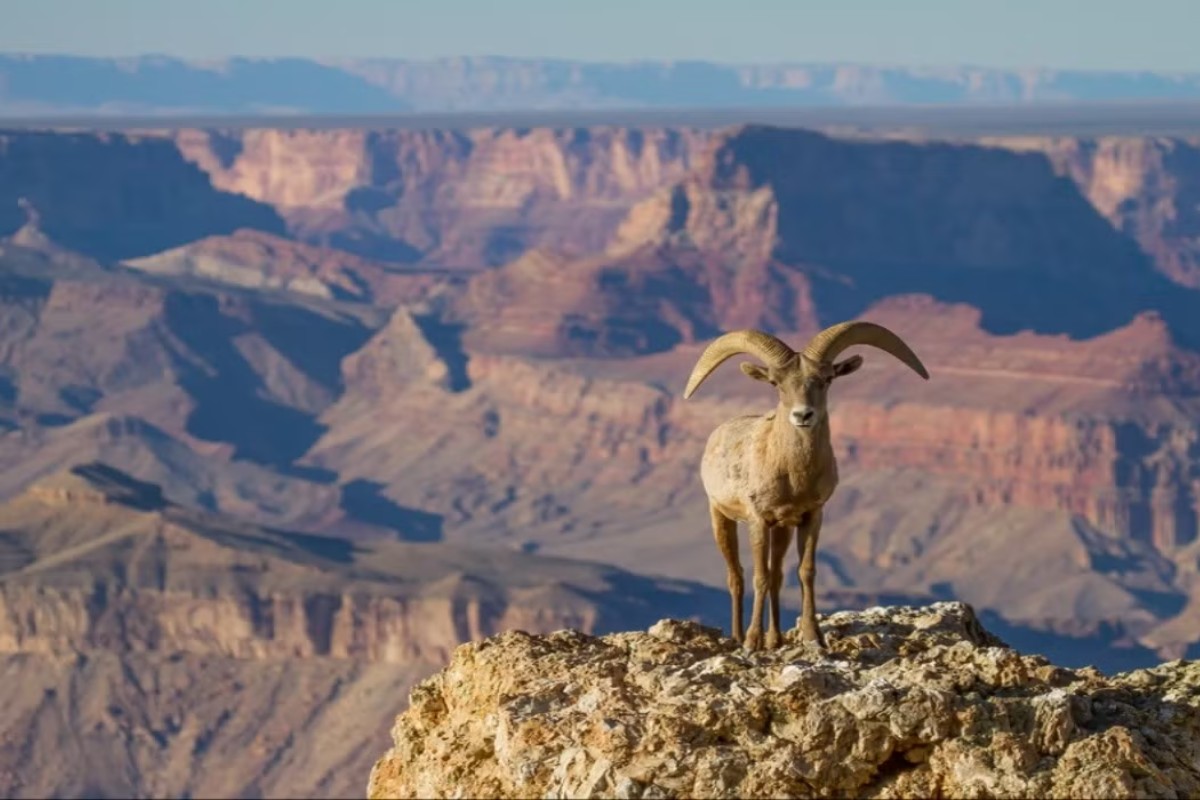 Phong cảnh đại vực Grand Canyon tại Arizona, Hoa Kỳ