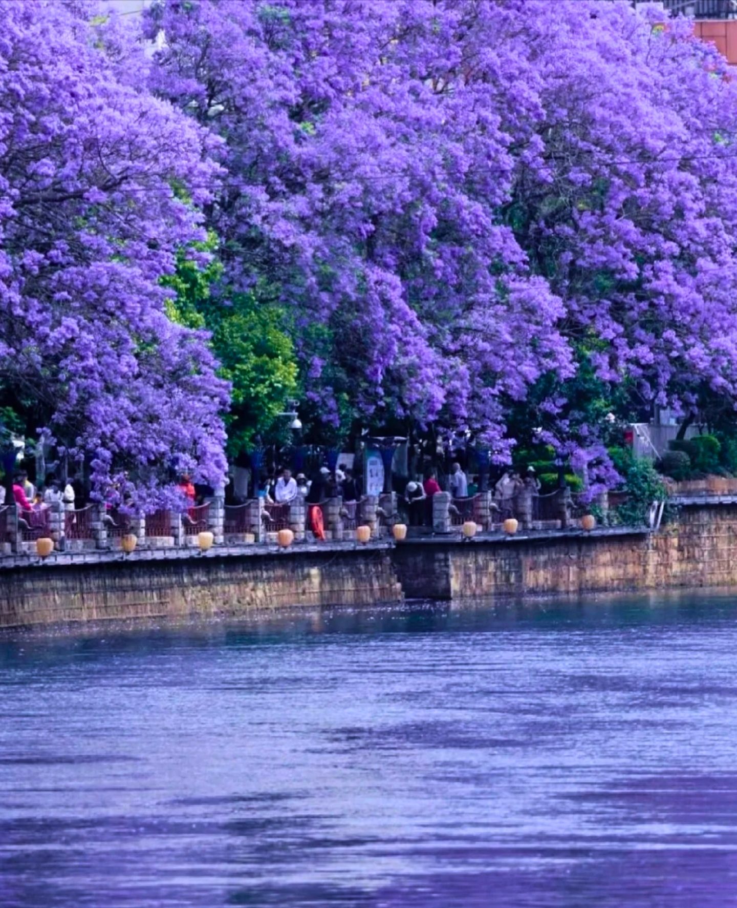 Mùa phượng tím Côn Minh