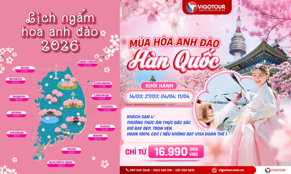 Lịch Hoa Anh Đào Hàn Quốc