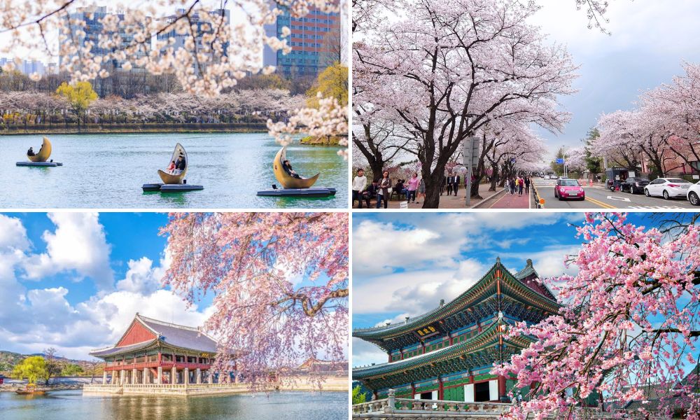 Lịch Hoa Anh Đào Hàn Quốc