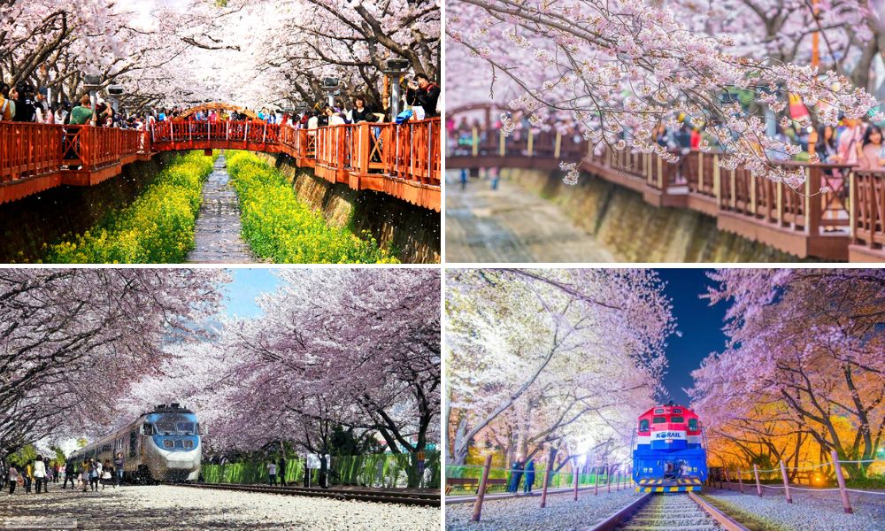 mùa xuân Hàn Quốc 2026