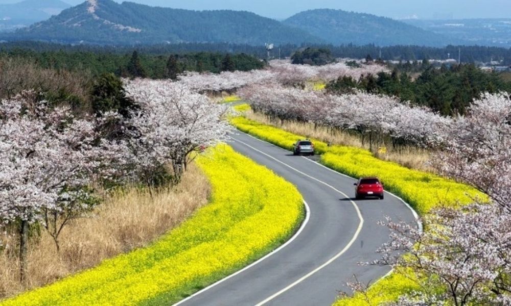 Lịch Hoa Anh Đào Hàn Quốc