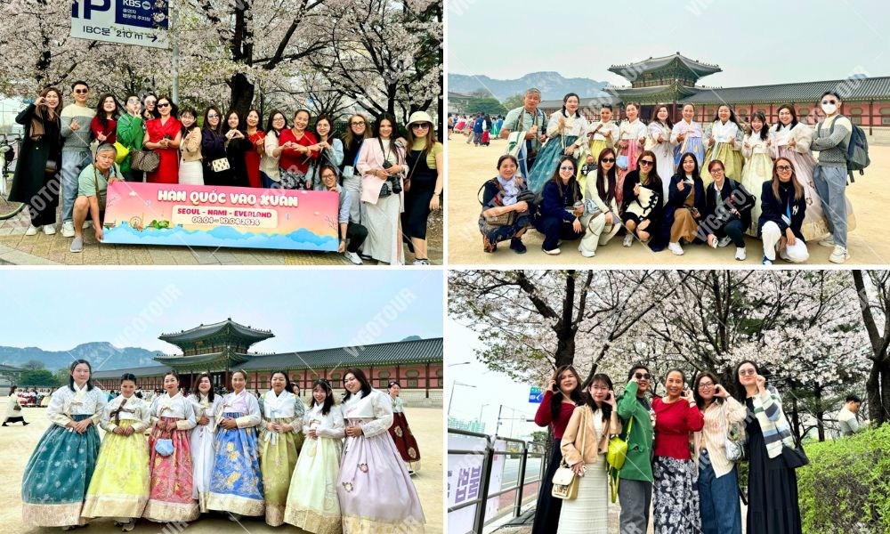 Lịch Hoa Anh Đào Hàn Quốc