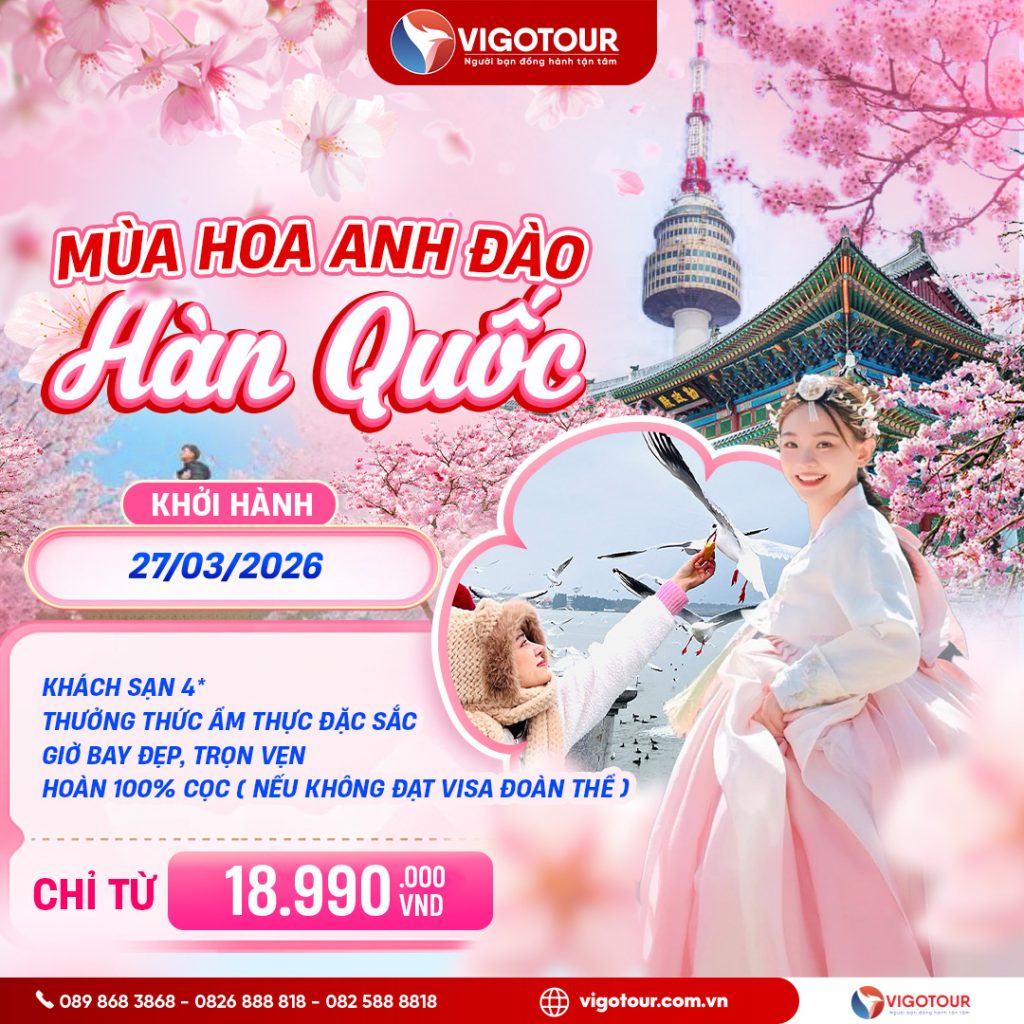 hàn quốc mùa hoa anh đào 2026